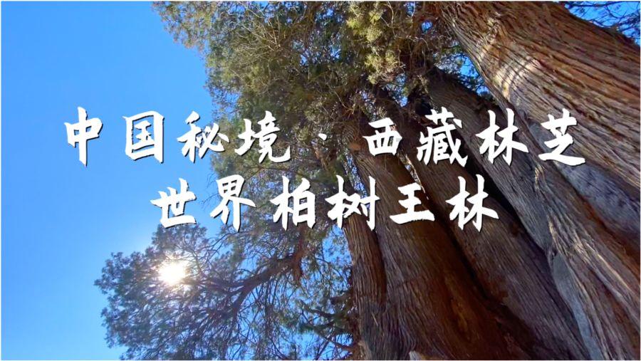 可爱兔子营救